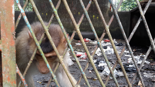 Scorpion: Stop Cruelty to Animals in Punti Kayu Mini Zoo! (December 16, 2016)